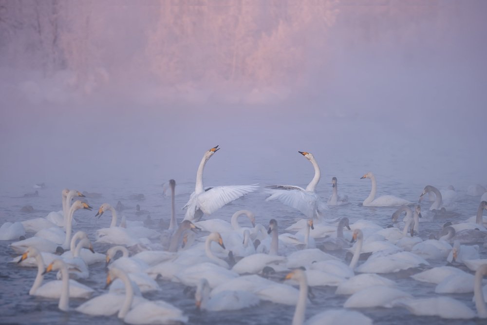 Лебединое озеро