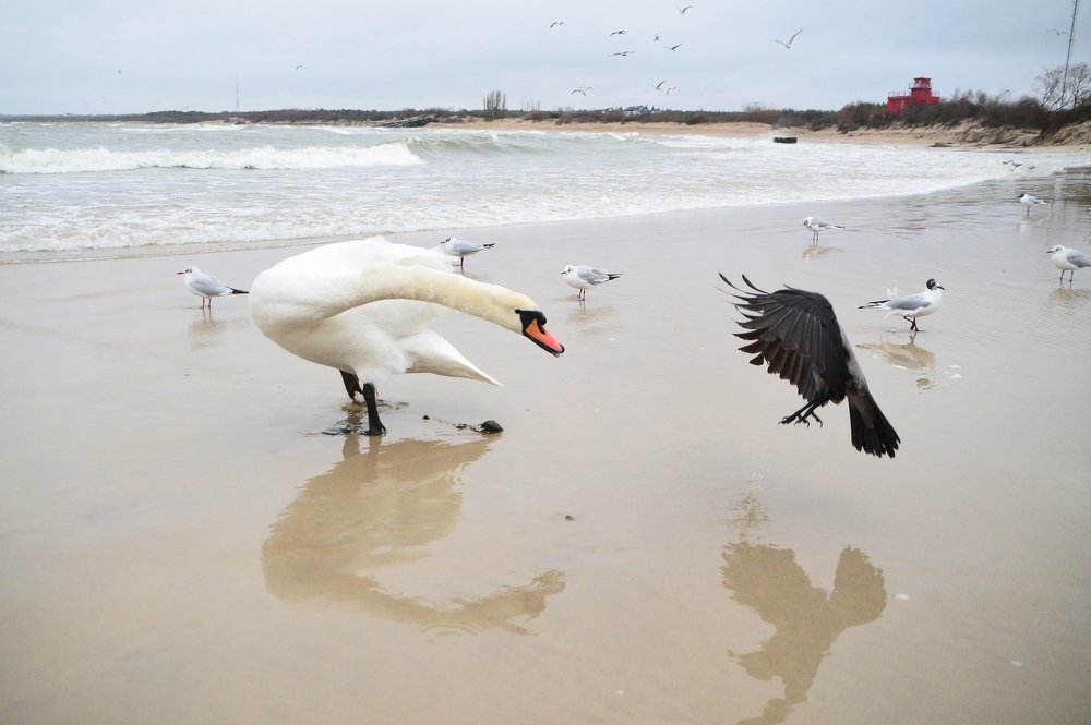 Photograph by Galina Baranovskaja