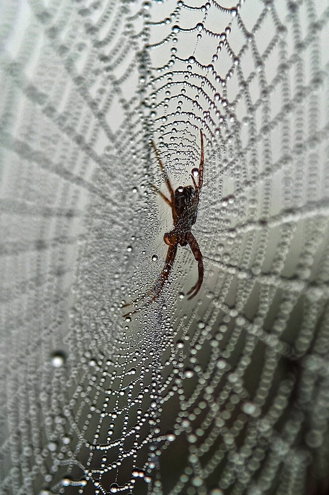 In the world of Pearls