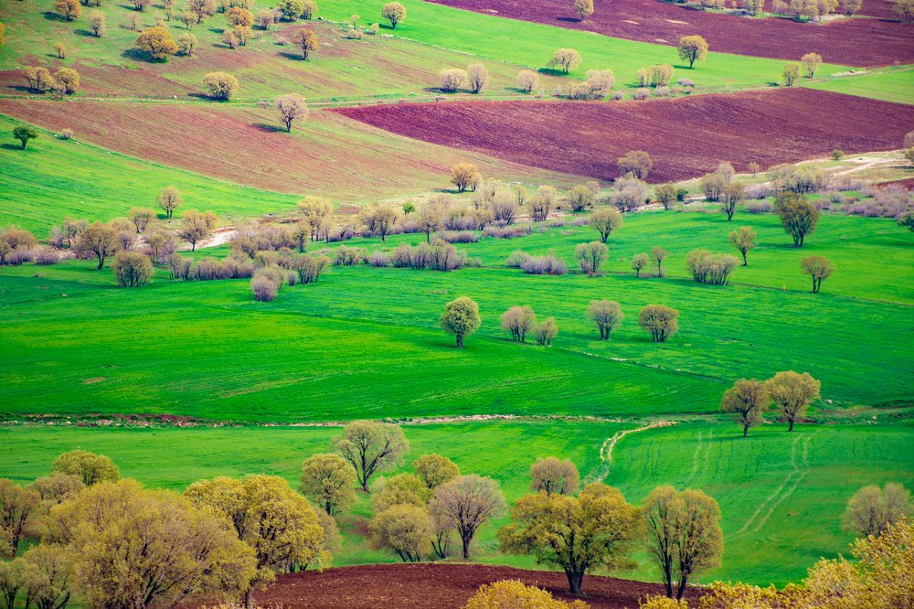 Photograph by Parastoo Musavi