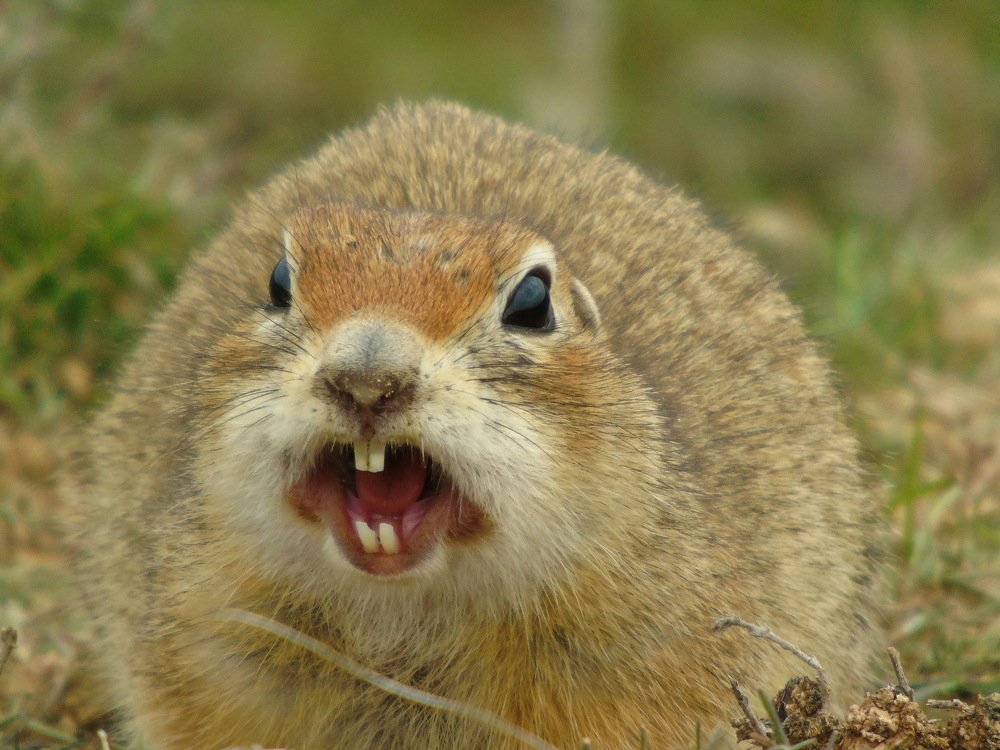 Свистит суслик