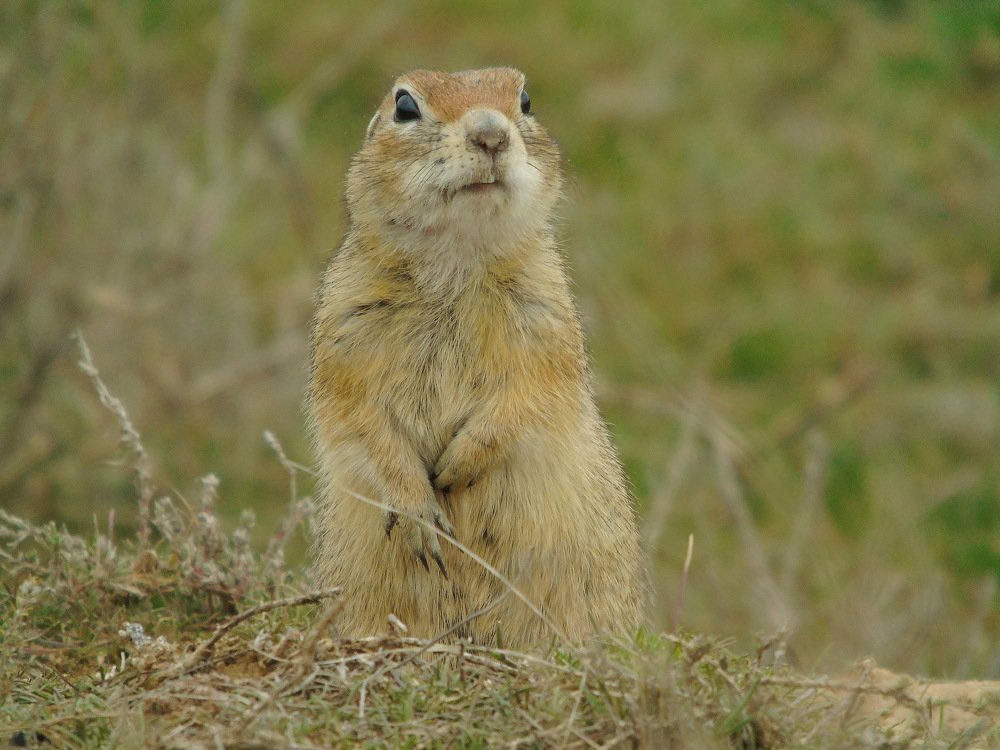 Нос по ветру