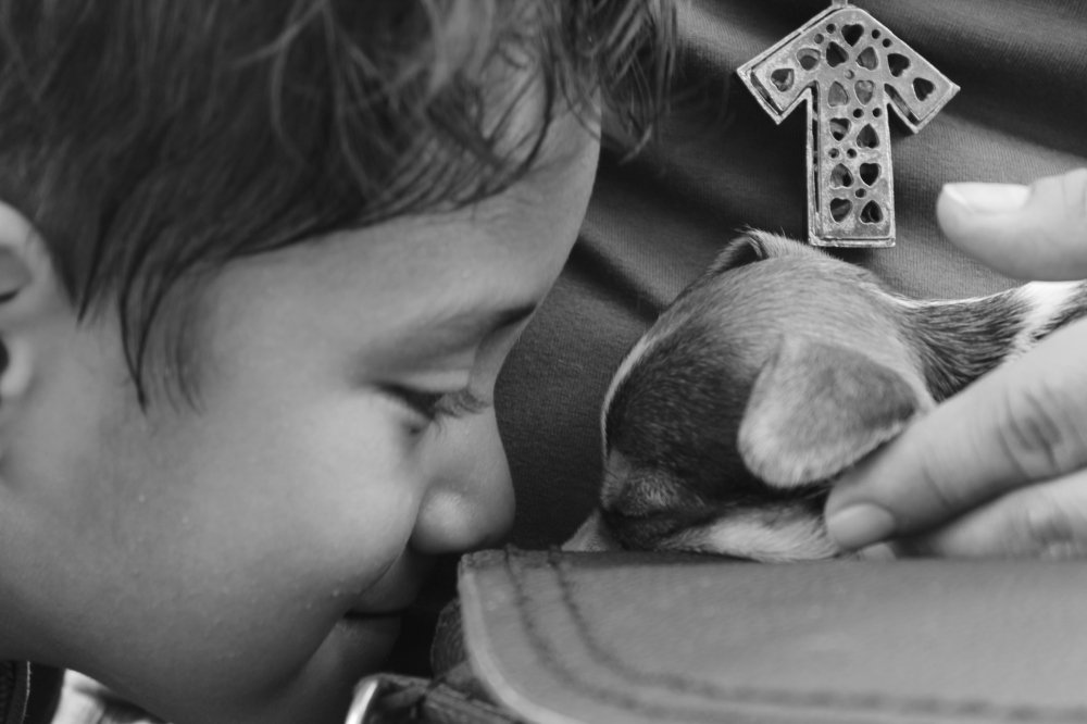 Saludando a su cachorro Chihuahua