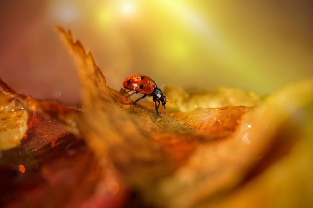 Photograph by Руслана Валеева