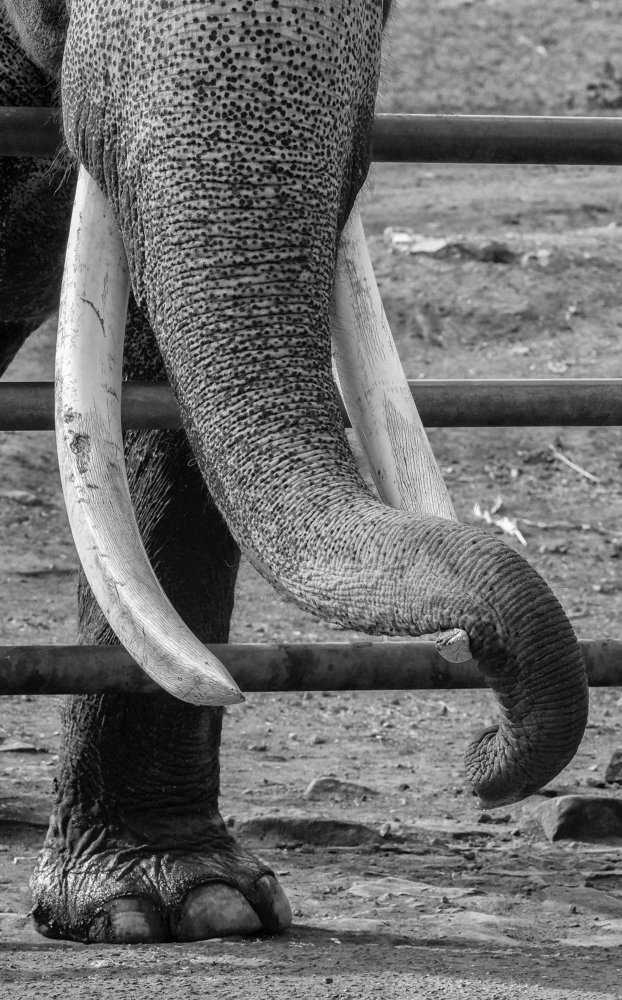 Photograph by sathyanarayanasingh prithiviraj