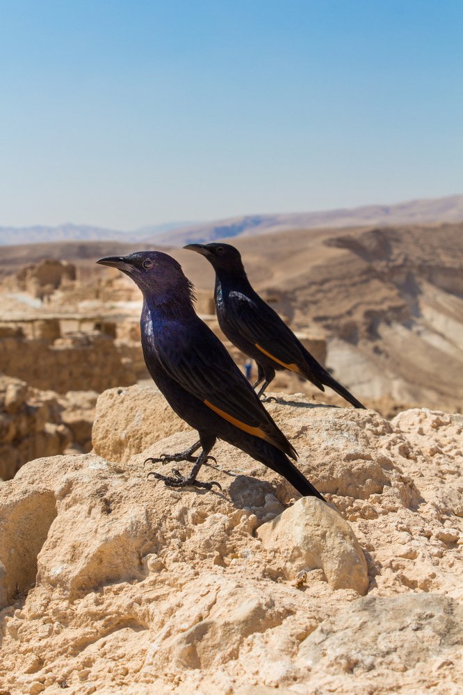 Стражи Массады