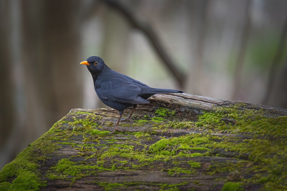 Photograph by Кунин Илья