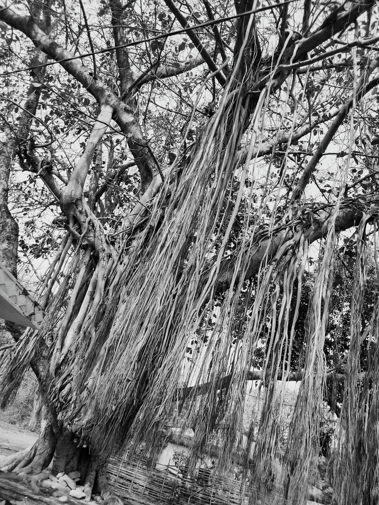 Photograph by Saurav Gupta