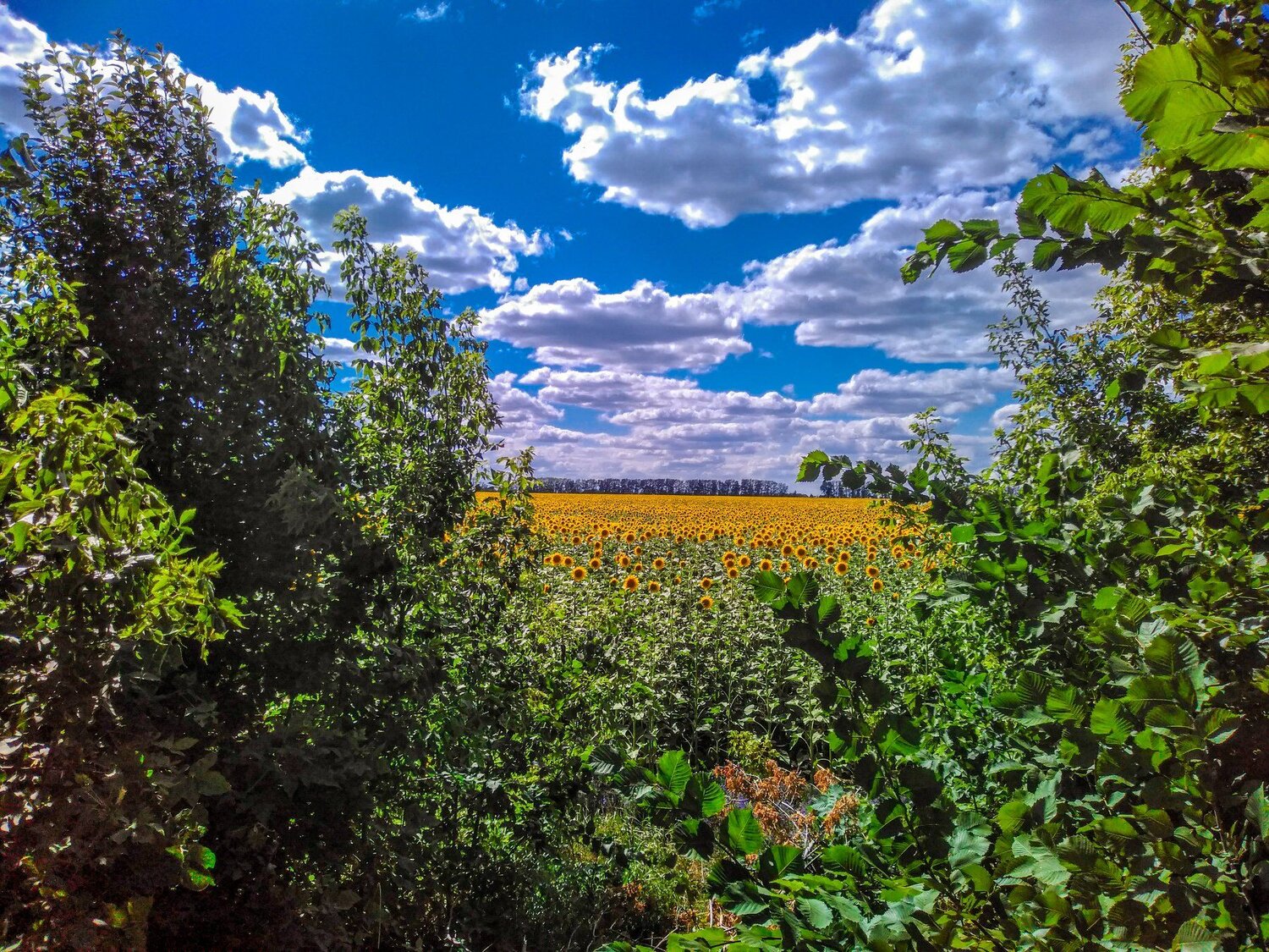 Photo #4466735