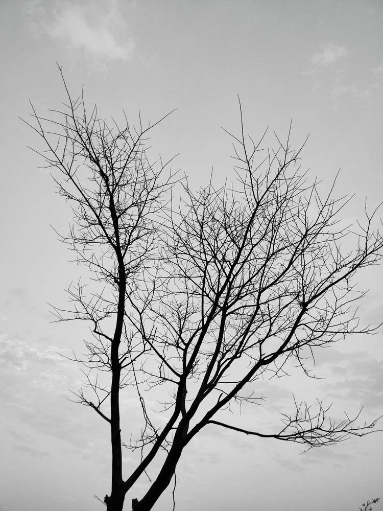 পাতা ঝরা গাছ গুলো   চুপ করে দাড়িয়ে