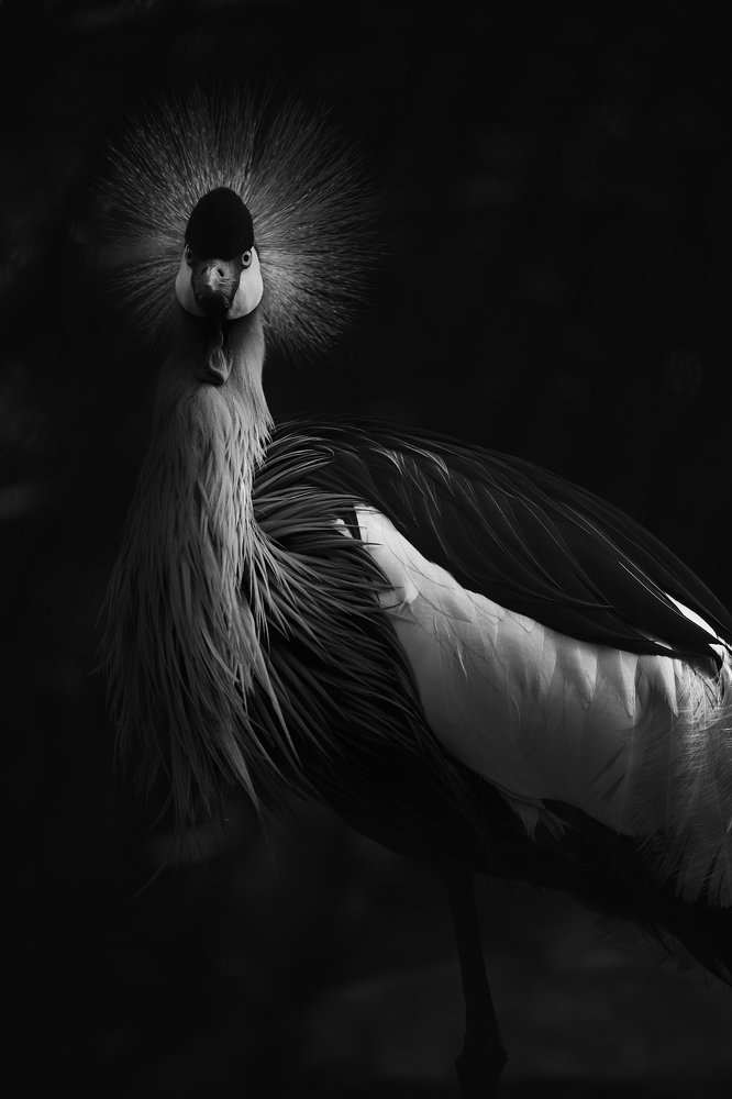 Photograph by Renato Santos