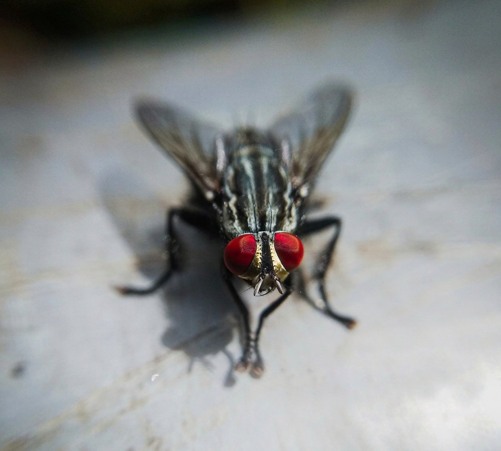 Photograph by irshad muhammed
