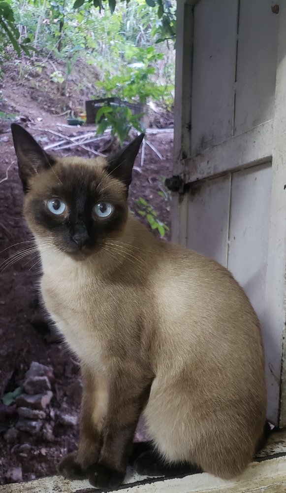 My sweet cat named Lokita