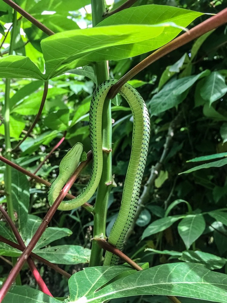 The Chrysopelea Ornata