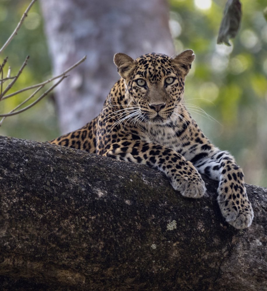 Photograph by Arvind Raj