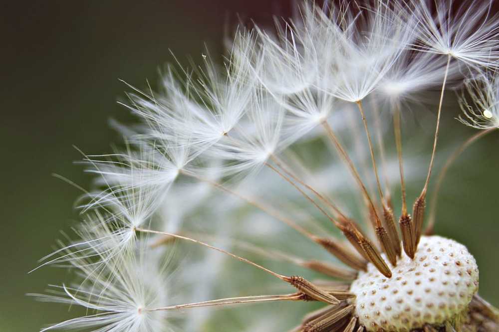 Маленький пушистый мир одуванчика