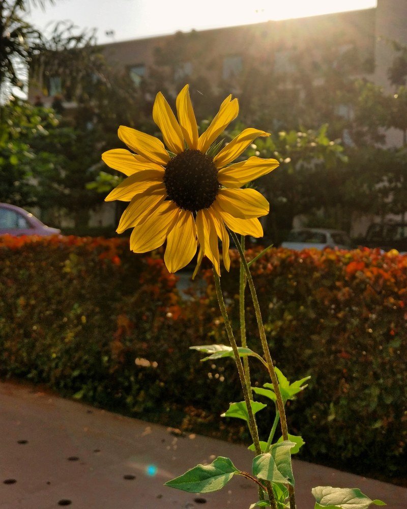 A Sunflower