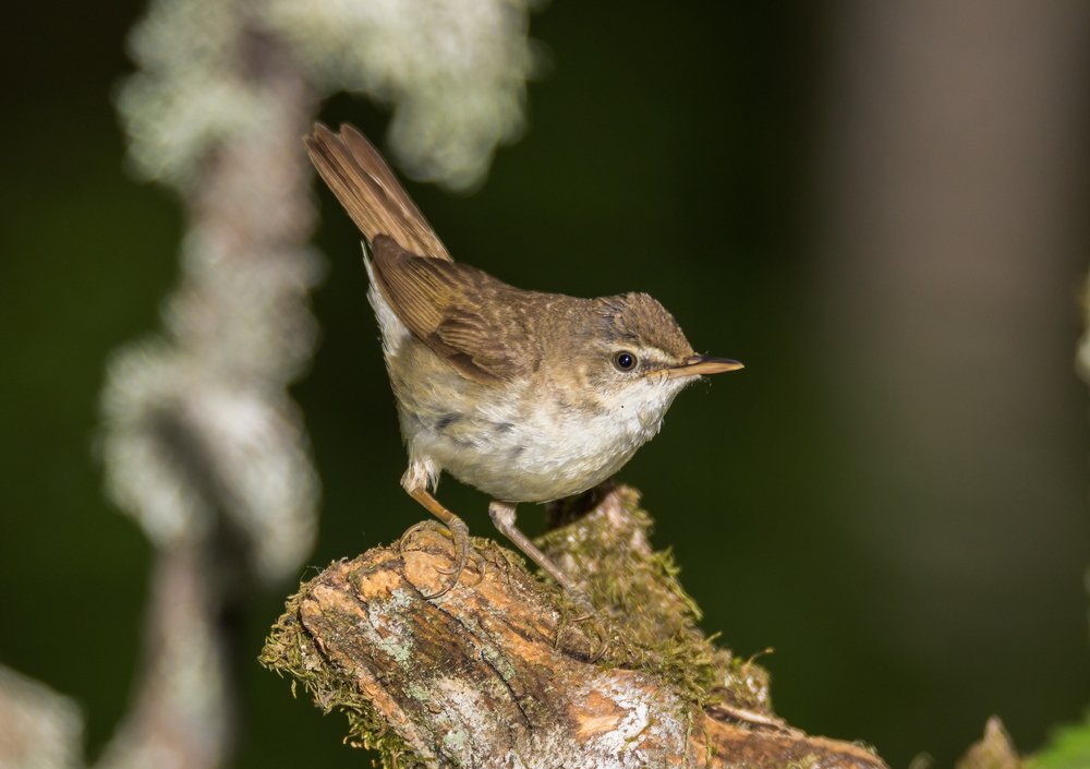 Photograph by Александр Подмарёв