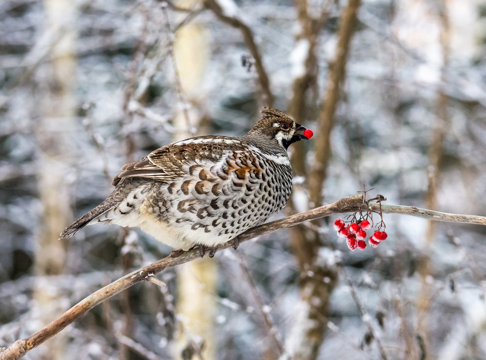 Photograph by Александр Подмарёв