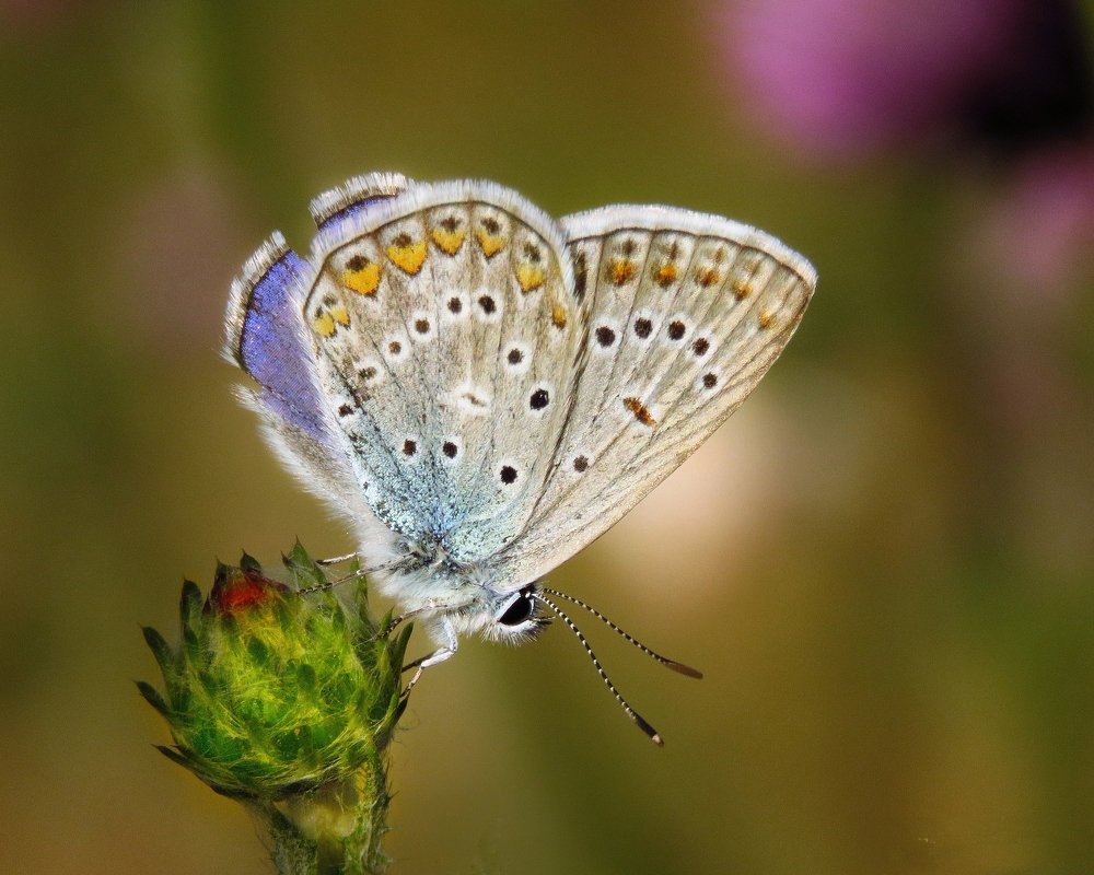 Photograph by Amin Ghaffarian