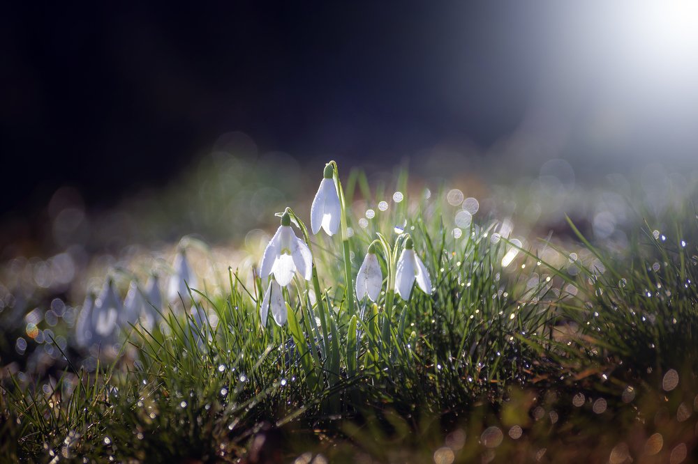 Подснежники.