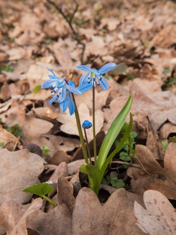 Очарование весны