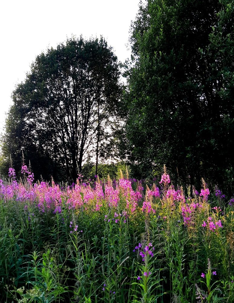 Кипрей трава