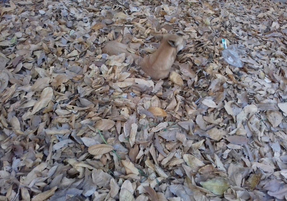 Photo #4468355