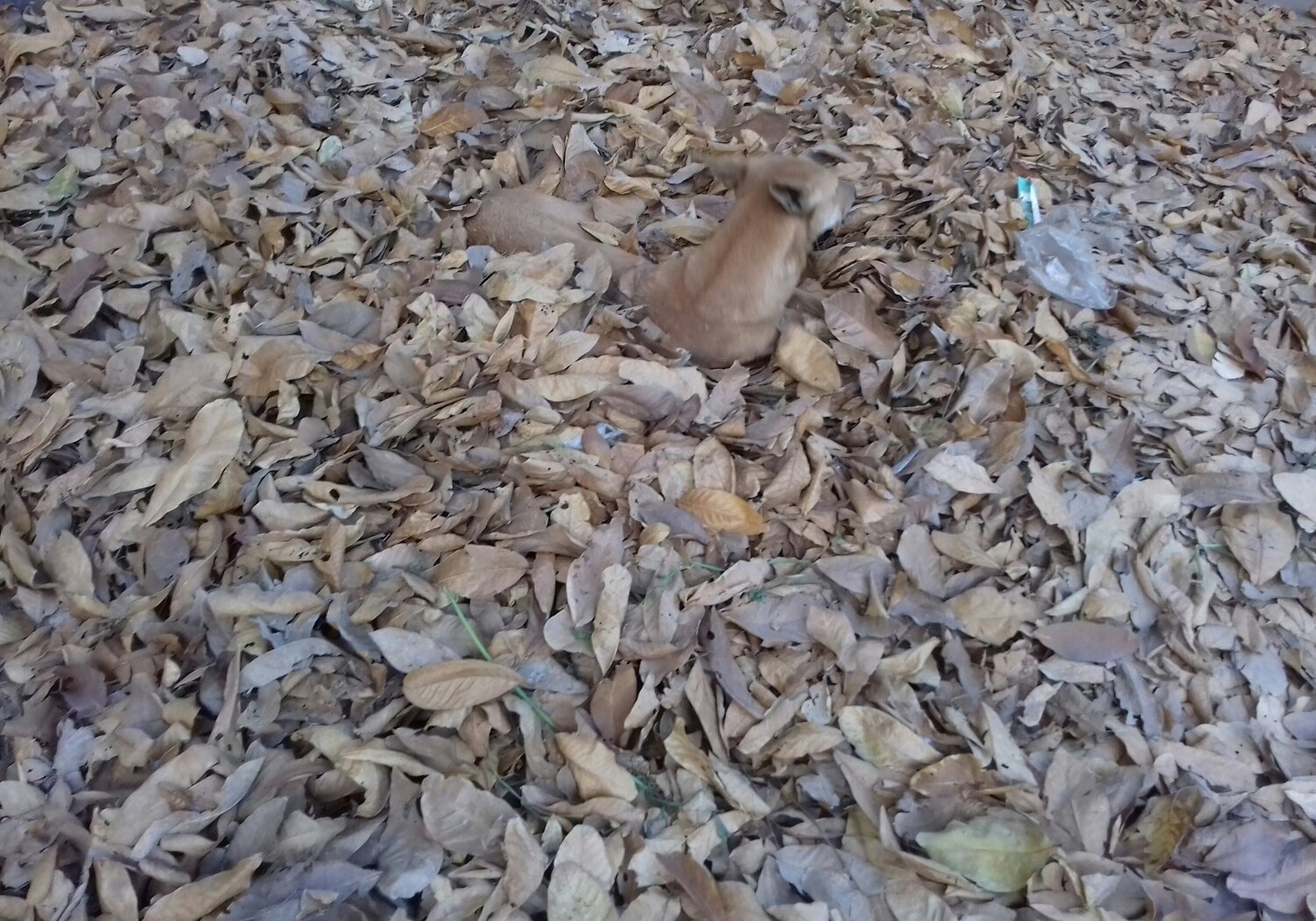 Photo #4468355