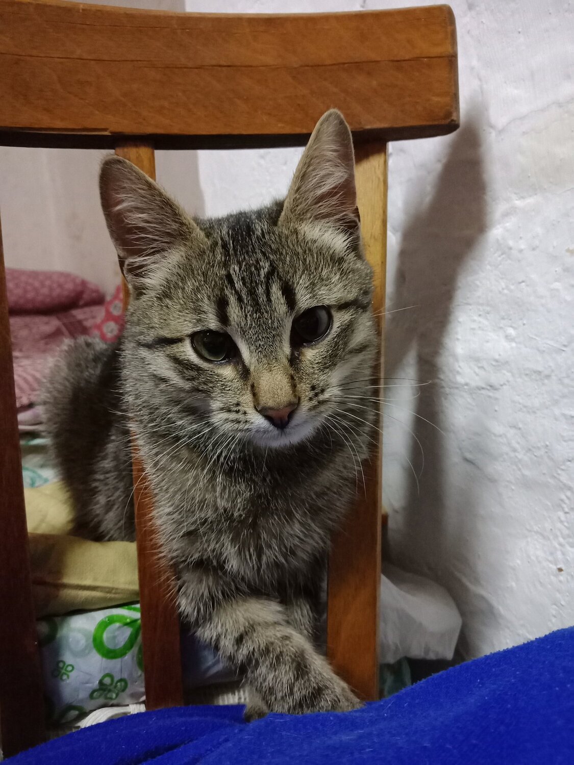 Photo #4468437
