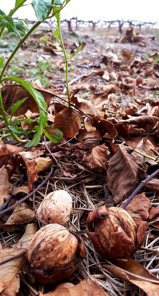 Три орешка для Золушки