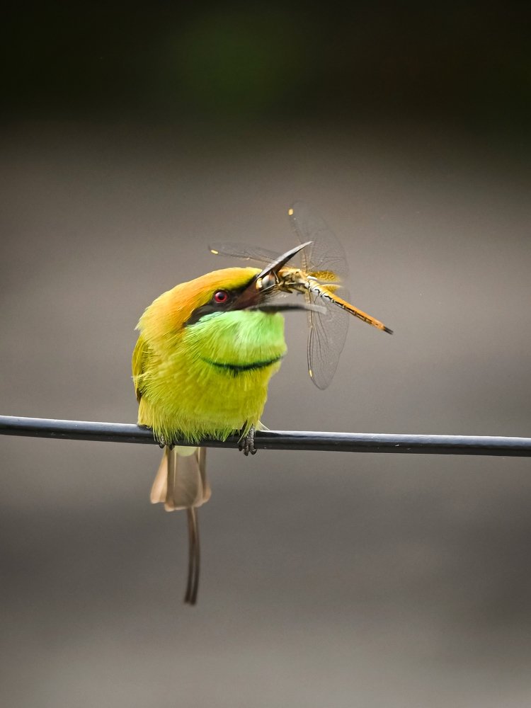 Photograph by Sukanta Ghosh