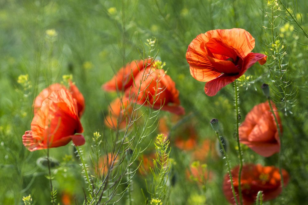 Photograph by Олесь