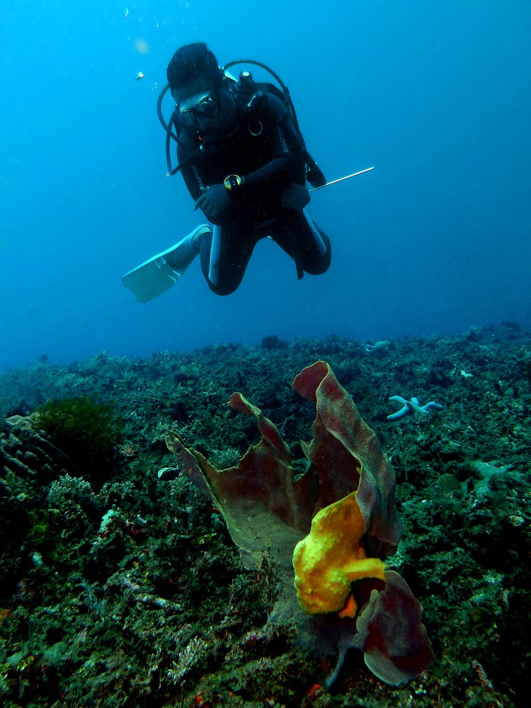 Giant frog with giant buddy