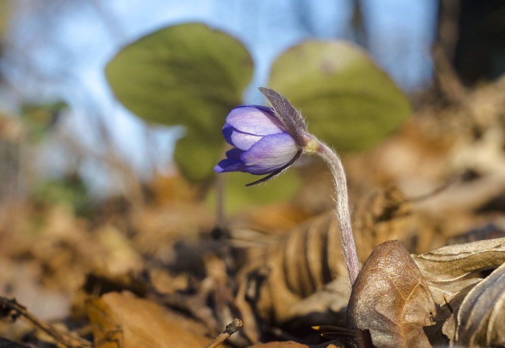 Photograph by Олесь