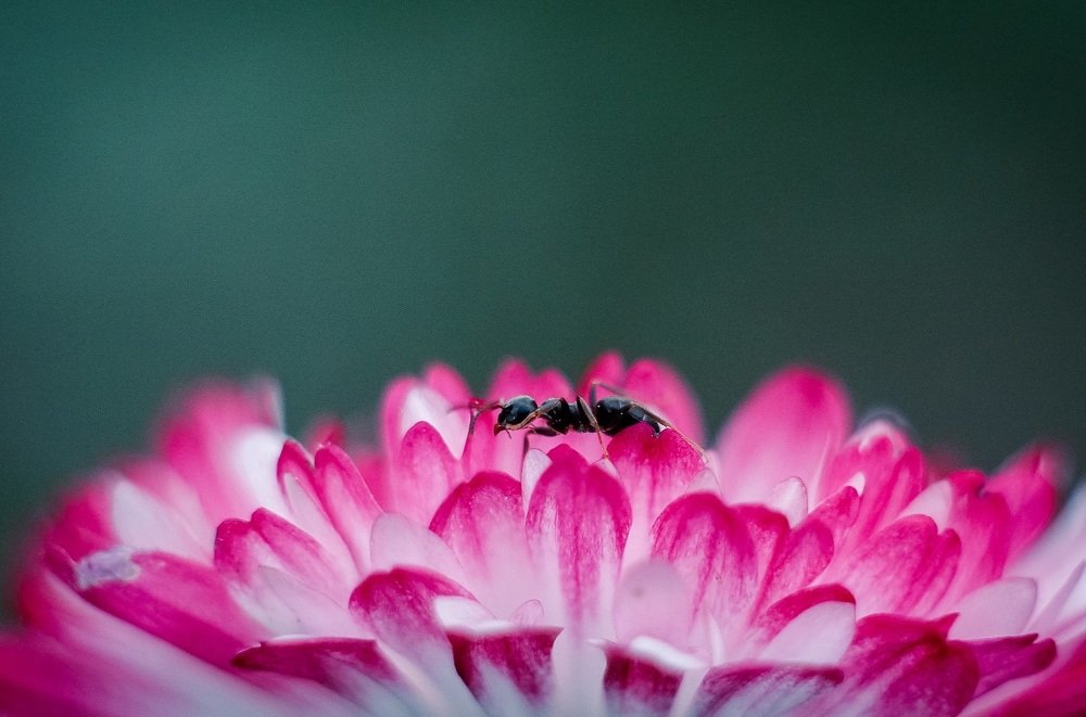 В поиске дома