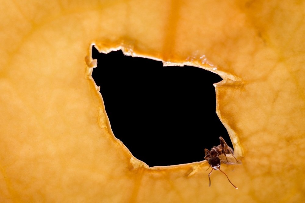 Гость из ниоткуда