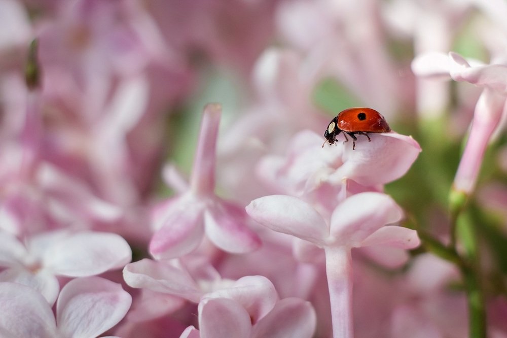 Сиреневый рай