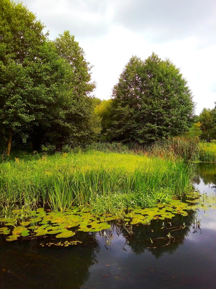River Ut. In Gomel region. Belarus.
