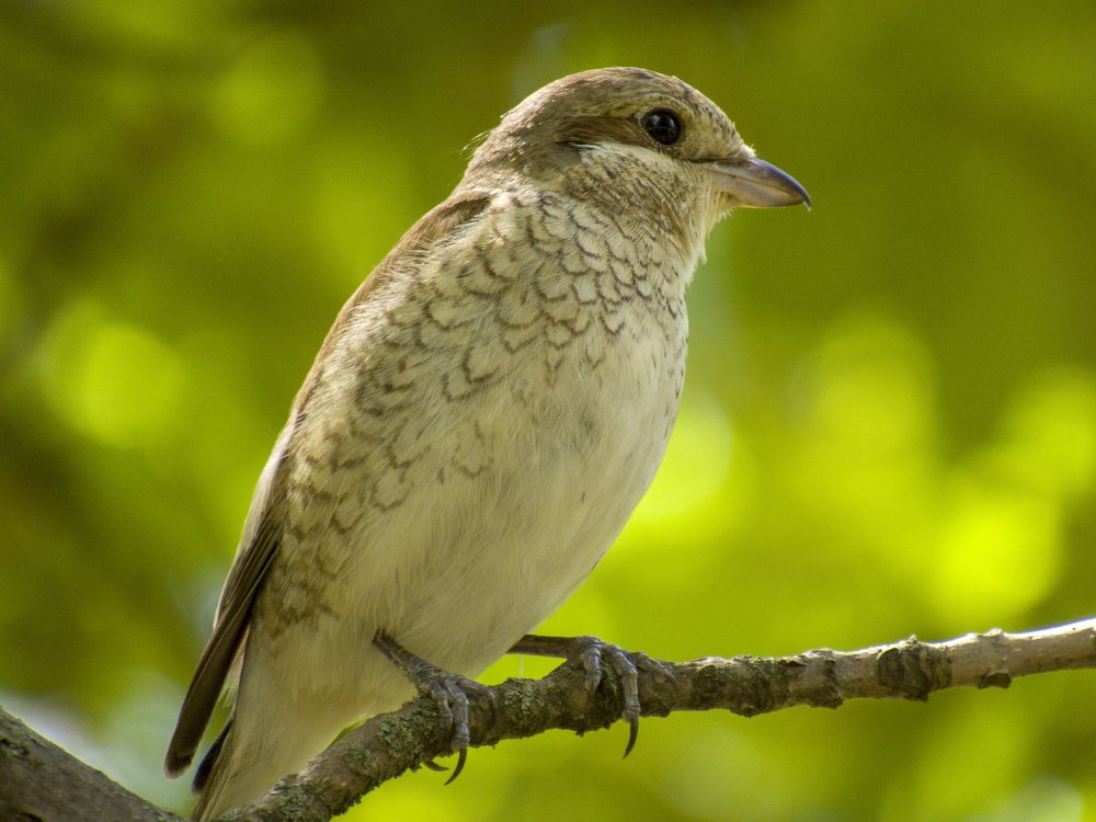 Photograph by Иван Доможирский