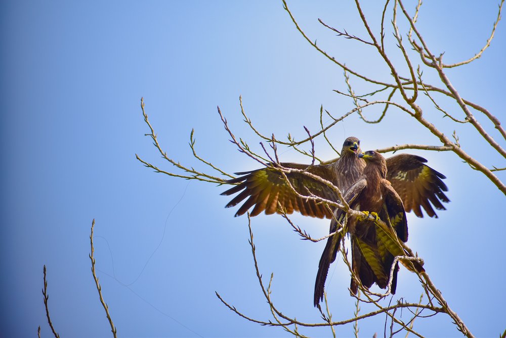 Wildlife  bird