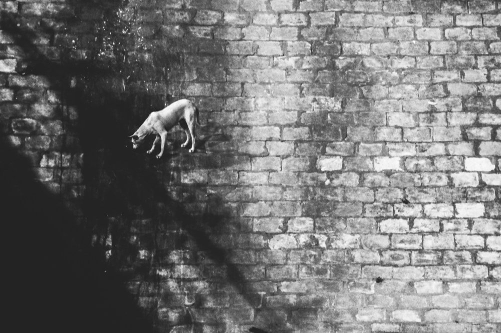 The Dog In the Shadow