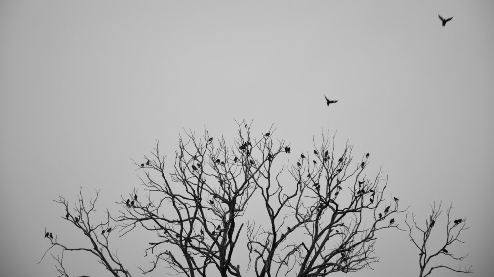 Photograph by Hasan Md Rakibul