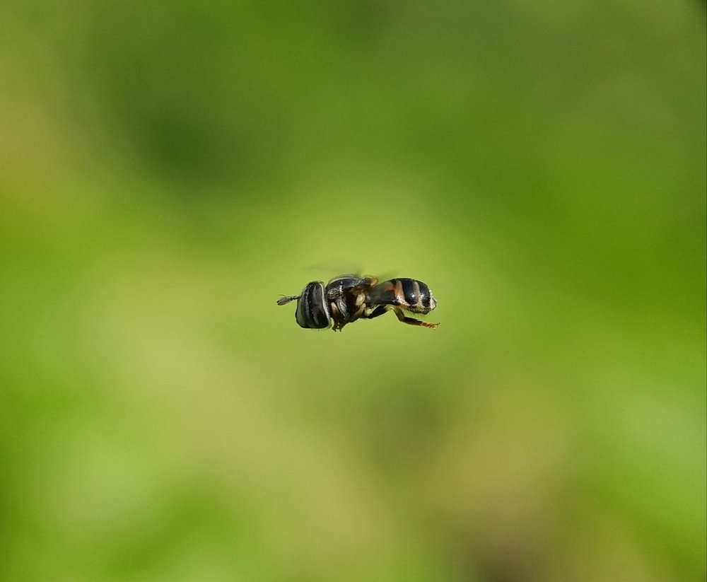 Macro  Macro photography