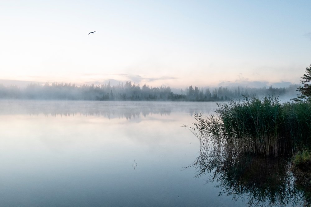 Туман над озером