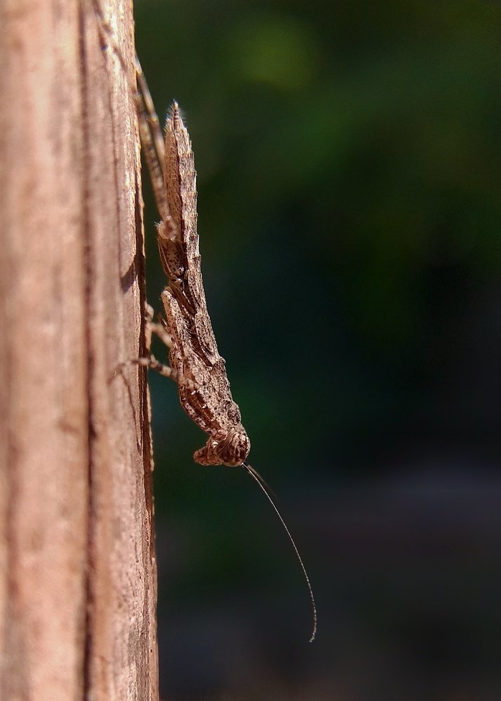 Photograph by Dharmendra Padhiyar