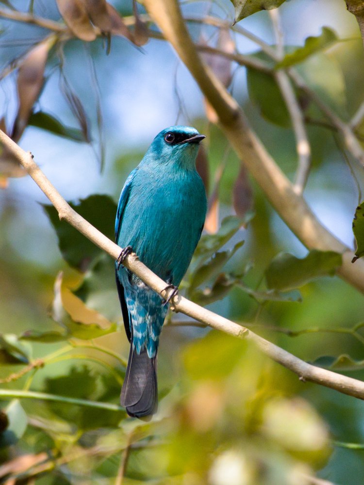 Photograph by SOUMYA KANTA GHOSH