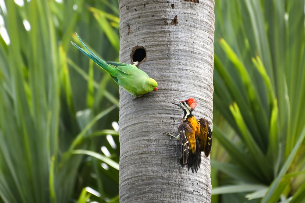 Photograph by SOUMYA KANTA GHOSH