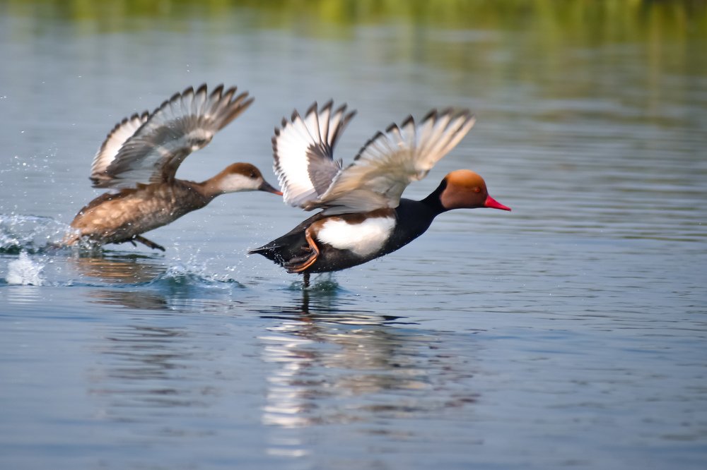 Photograph by SOUMYA KANTA GHOSH