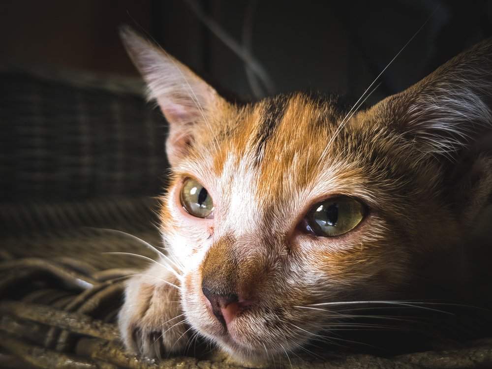 Photograph by Leo Angelo Evaristo